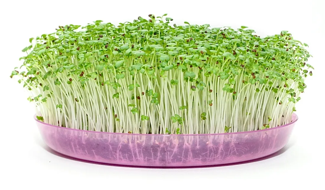 toraf-kielki-brokul-raab-10g-waga-10-g