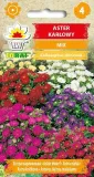 toraf-aster-karlowy-1g-mix-rodzaj-rosliny-astry