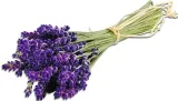toraf-lawenda-02g-nazwa-lacinska-lavandula-angustifolia