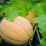 toraf-melon-hales-best-jumbo-1g-styl-ogrod-wiejski