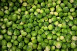 toraf-kapusta-brukselka-groninger-2g-cechy-charakterystyczne-lubiace-slonce-oczyszczajace-powietrze-proste-w-pielegnacji-przyjazne-dla-zwierzat