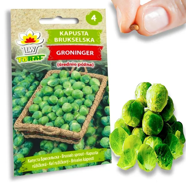 toraf-kapusta-brukselka-groninger-2g-nazwa-lacinska-brassica-oleracea