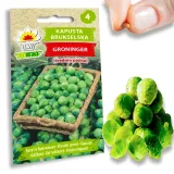 toraf-kapusta-brukselka-groninger-2g-nazwa-lacinska-brassica-oleracea