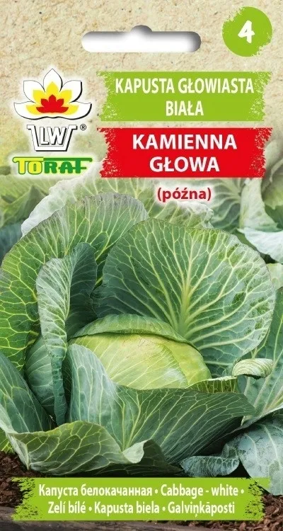 toraf-kapusta-kamienna-glowa-2g-rodzaj-rosliny-kapusta