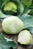 toraf-kapusta-kamienna-glowa-2g-kod-producenta-509006