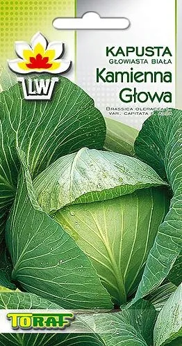 toraf-kapusta-kamienna-glowa-2g-odmiana-kamienna-glowa