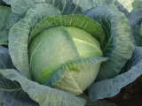 toraf-kapusta-kamienna-glowa-2g-nazwa-lacinska-brassica-oleracea