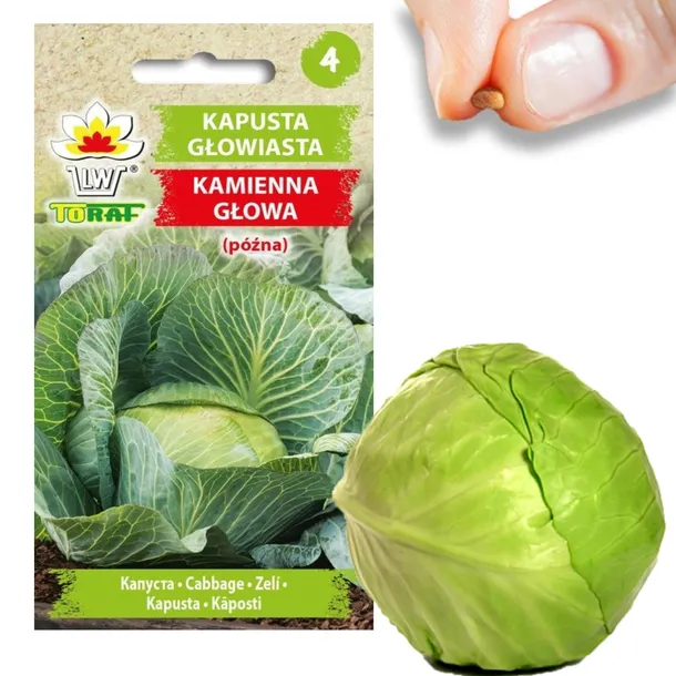 toraf-kapusta-kamienna-glowa-2g-rodzaj-rosliny-kapusta-cykl-rozwojowy-rosliny-jednoroczna