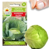 toraf-kapusta-kamienna-glowa-2g-rodzaj-rosliny-kapusta-cykl-rozwojowy-rosliny-jednoroczna