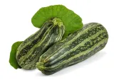 toraf-cukinia-tapir-3g-nazwa-lacinska-cucurbita-pepo-patisoniana