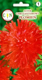 cn-aster-chryzantemowy-plomien-czerwony-1g