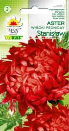 toraf-aster-peoniowy-stanislaw-1g-czerwony