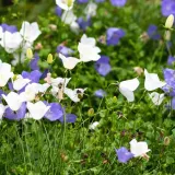 toraf-dzwonek-karpacki-03g-kod-producenta-tokuku3g
