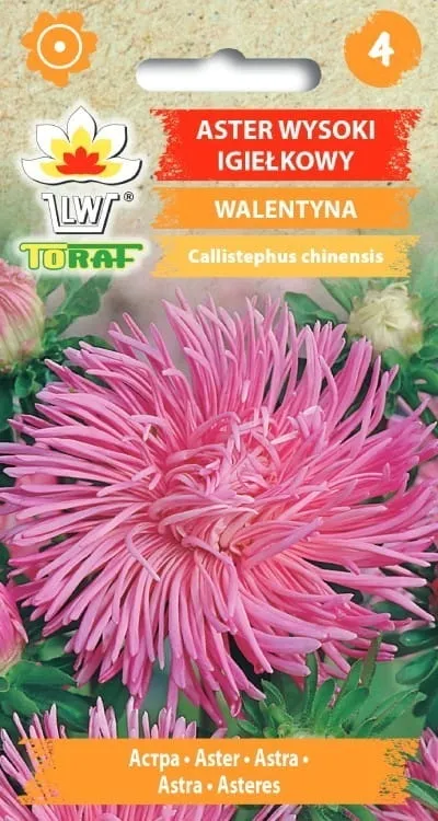 toraf-aster-igielkowy-walentyna-1g
