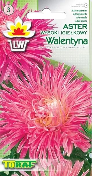 toraf-aster-igielkowy-walentyna-1g-styl-ogrod-japonski-ogrod-nowoczesny-ogrod-skalny-ogrod-srodziemnomorski-ogrod-wiejski
