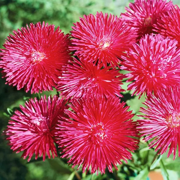 toraf-aster-igielkowy-walentyna-1g-kod-producenta-nas1156