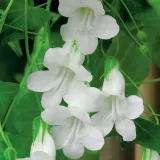 toraf-kobea-biala-6szt-rodzaj-rosliny-kobea