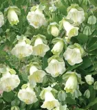 toraf-kobea-biala-6szt-kod-producenta-5907595506618
