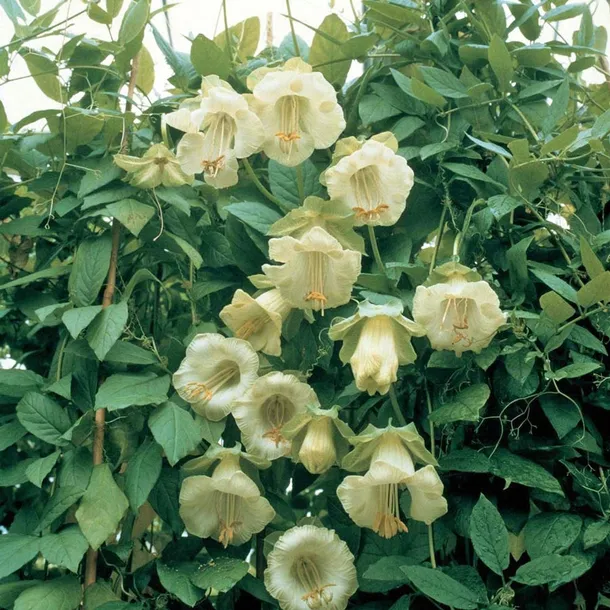 toraf-kobea-biala-6szt-odmiana-biala