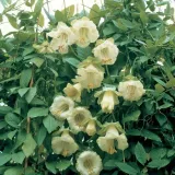 toraf-kobea-biala-6szt-odmiana-biala