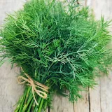 toraf-koper-ambrozja-500g-rodzaj-rosliny-koper