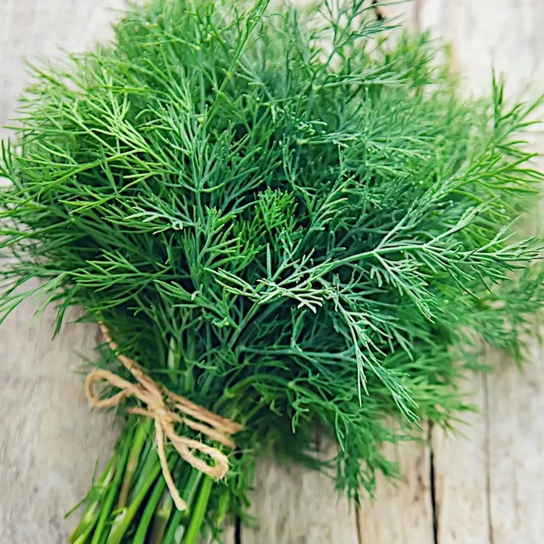 toraf-koper-ambrozja-500g-rodzaj-rosliny-koper