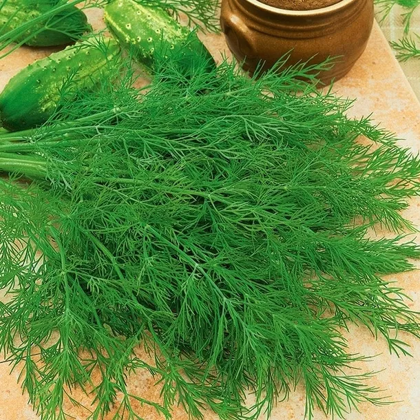 toraf-koper-ambrozja-500g-cykl-rozwojowy-rosliny-jednoroczna