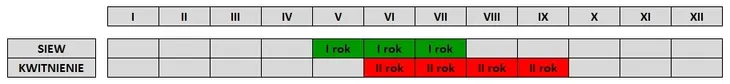toraf-dzwonek-ogrodowy-1g-cykl-rozwojowy-rosliny-dwuletnia