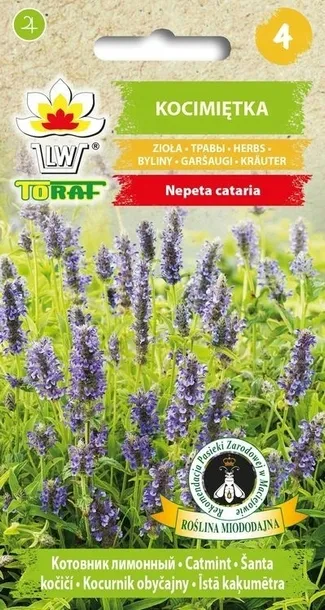 toraf-kocimietka-05g-rodzaj-rosliny-oregano