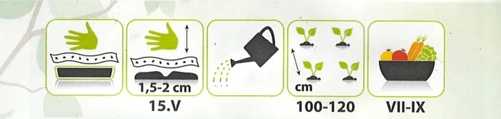 cn-ogorek-polan-tasma-4m-cykl-rozwojowy-rosliny-jednoroczna