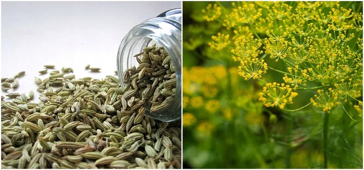 polan-koper-ambrozja-5g-kod-producenta-koper-ogrodowy