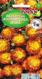 polan-aksamitka-rozpierzchla-zloto-mahoniowa-1g