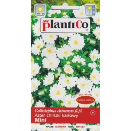 plantico-aster-ch-igielkowy-ela-lilanieb-1g