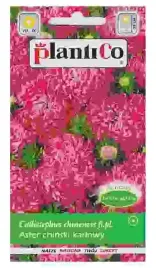 plantico-aster-ch-karlowy-amarantowy-1g