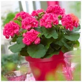 toraf-nasiona-pelargonia-rozowa-rabatowa-zonale-005g