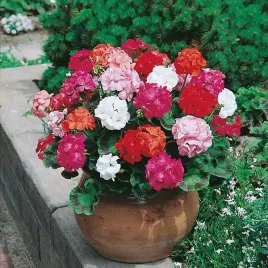 toraf-nasiona-pelargonia-rabatowa-mix-01g