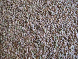 seradela-pastewna-bialko-tluszcz-1kg-na-wysoka-wartosc-paszowa-dla-zwierzat