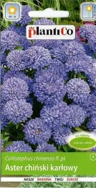 plantico-aster-ch-karlowy-niebieski-1g