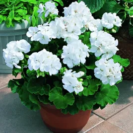 toraf-nasiona-pelargonia-biala-rabatowa-zonale-005g
