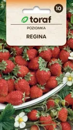 poziomka-wielkoowocowa-regina-nasiona-01g-toraf-latwa-w-uprawie