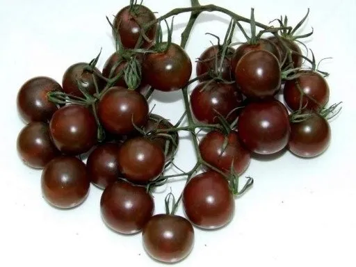 plantico-pomidor-black-cherry-02g