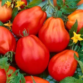 nasiona-pomidora-pomidor-red-pear-wysoki-duze-maczne-gruszkowate-owoce
