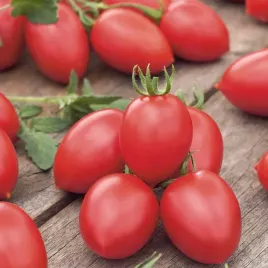 pomidor-malinowy-smaczek-nawet-200-szt-z-krzaka-typ-cherry-koktajlowy