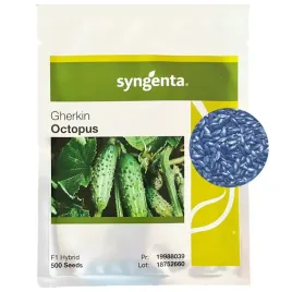 ogorek-octopus-f1-nasiona-holenderskie-syngenta-odporny-500-szt