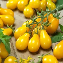 pomidor-koktajlowy-zolty-yellow-pearshaped-pomidorki-kotajlowe-slodkie
