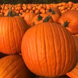dynia-olbrzymia-golias-pomaranczowa-halloween-owoce-az-do-30kg-zbior-jesien