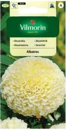 vilmorin-aksamitka-albatros-02g-obficie-kwitnie-na-rabaty-balkon