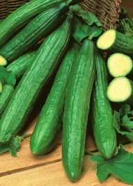 vilmorin-ogorek-szklarniowy-saladin-08g-pod-oslony-smaczny-kanapki-salatk