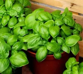 nasiona-bazylia-wlasciwa-pospolita-genovese-aromatyczna-dekoracyjne-liscie