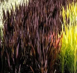 ryz-ozdobny-trawa-purpurowa-black-madras-do-donic-nasiona-vilmorin
